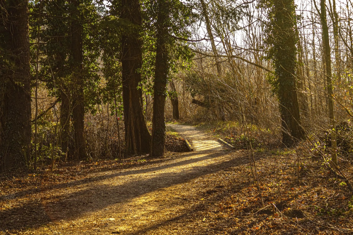 Un camino estrecho en un bosque con luz solar filtrada.