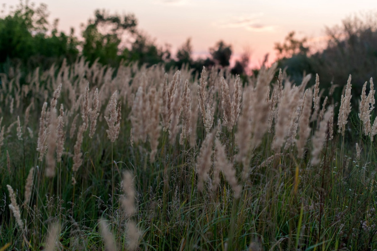 Sentiero nel campo