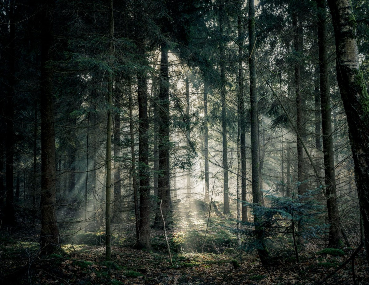 Trilha na neblina