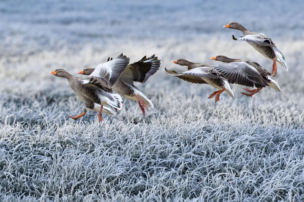 灰のカモが冬の自然の中を歩いている。草原、氷、雪、鳥、迁徙鳥が背景にある。