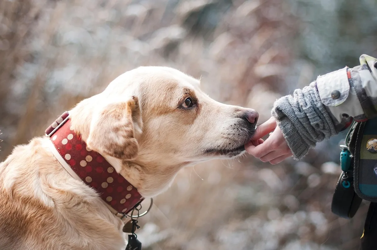 dog, labrador, pet, canine, companion, friendship, nature, trust, animal, snout