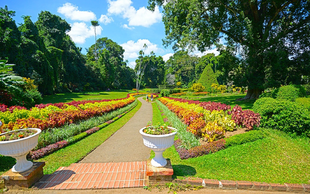 garden bench with blooming flowers and sunlight